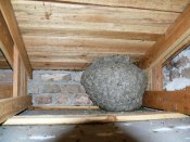 Vosí hnízdo v meziprostoru střechy